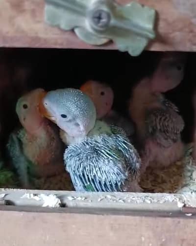 Green Parrot Chicks Pair