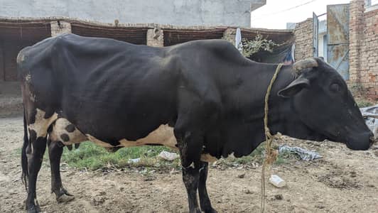 Cholistani freezing cross Cow for sale