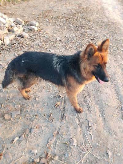 German shepherd female