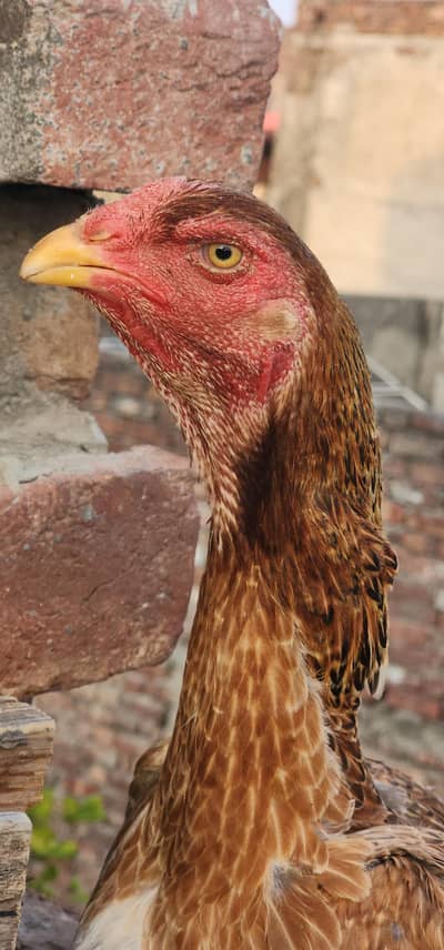 3 Female Top Class | Shamo | Breeder Female | Imported Bird03249422137