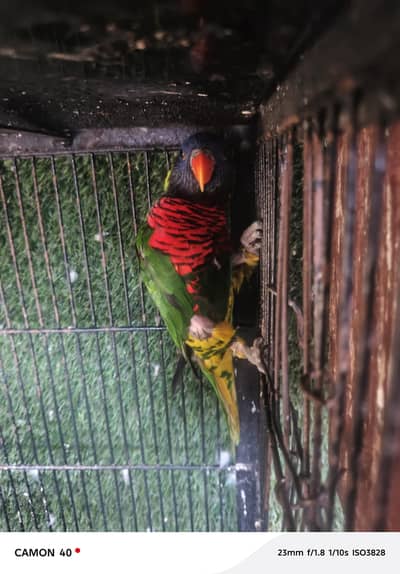 rainbow lorry breeder male