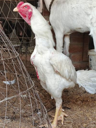 Aseel Heera White 12 months