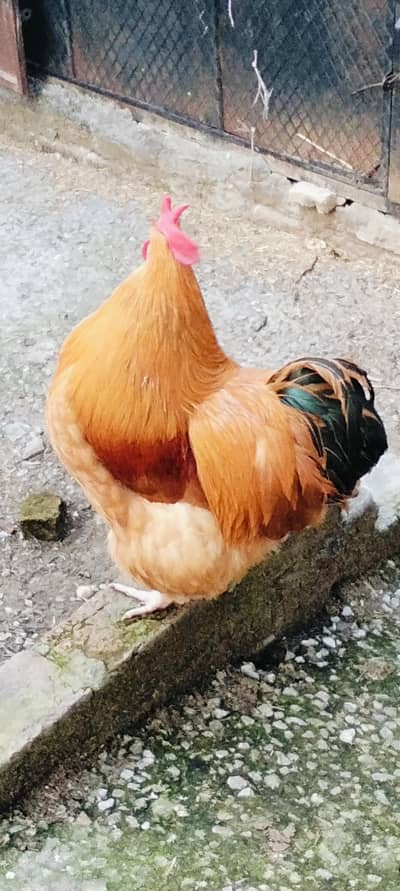 Golden buff male for sale