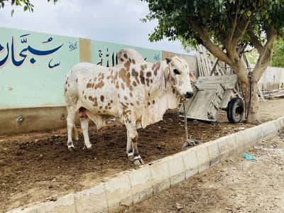 3 Qurbani Bachra Season 2026