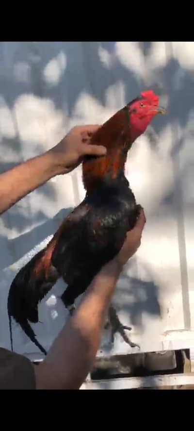 Thai breeder pair for sale