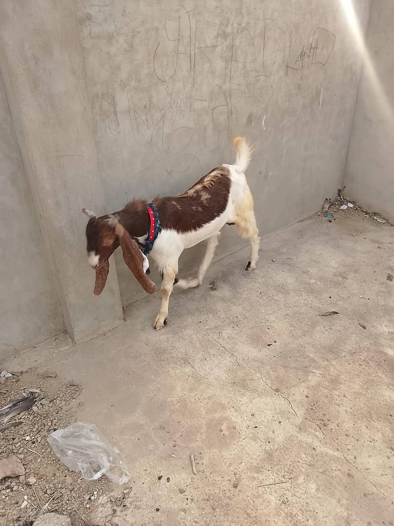 Bakra 2