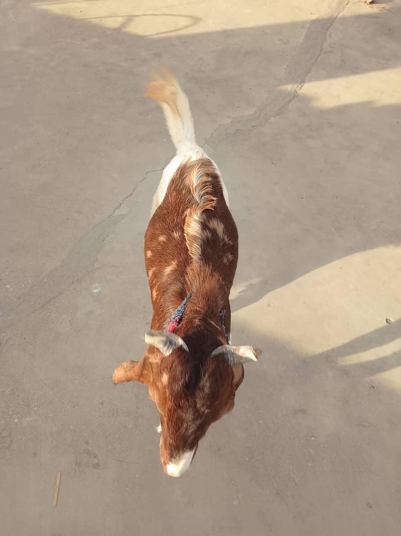 Bakra 3