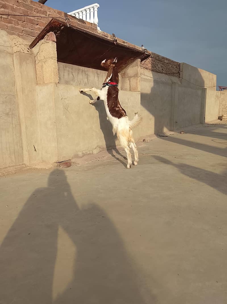 Bakra 5