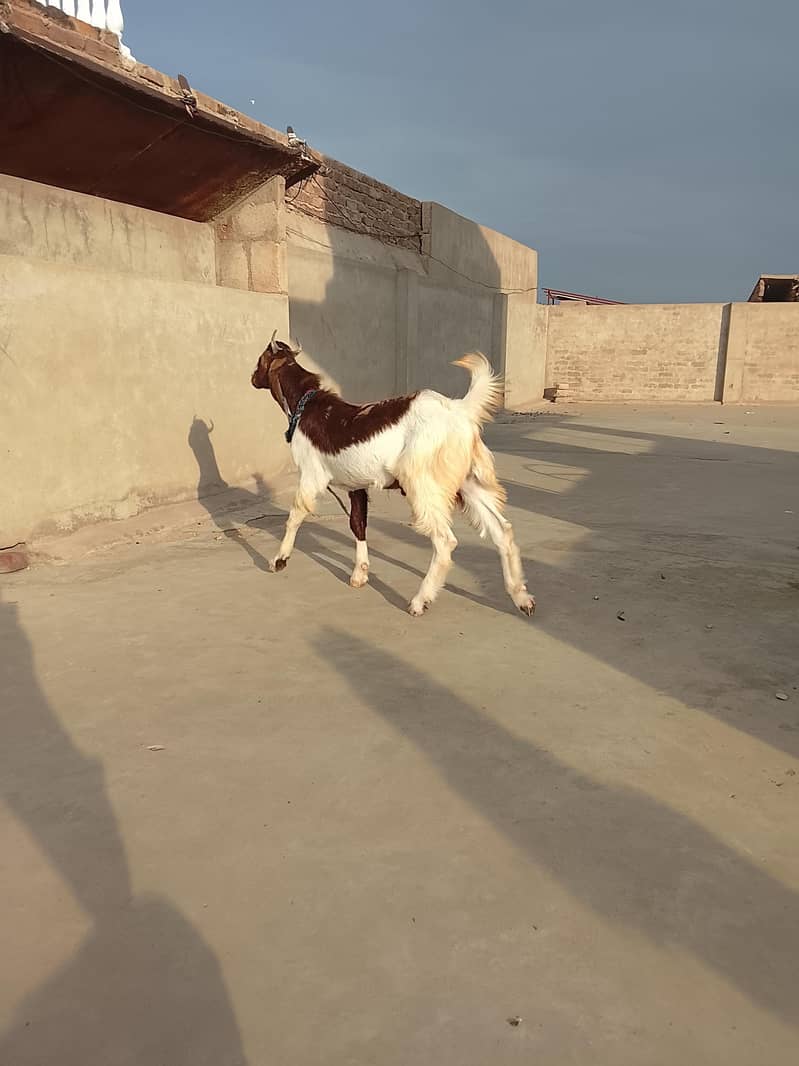 Bakra 6