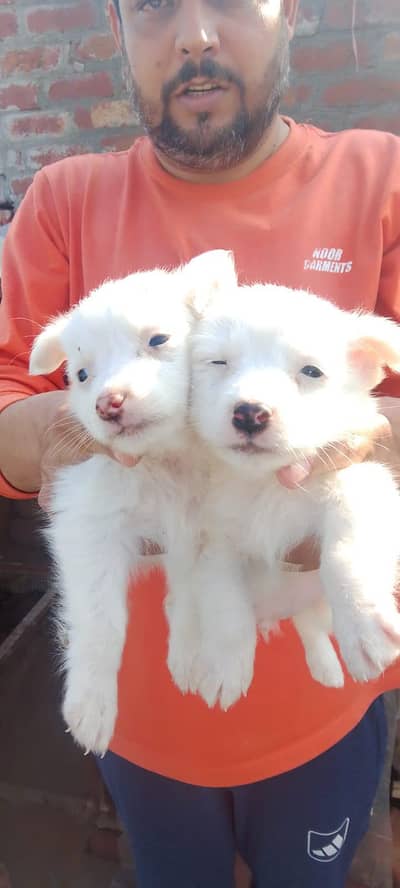 pior Russian bareed hai