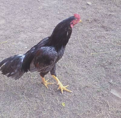 Assel Murgha and Murghi for sale