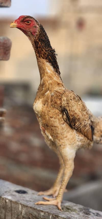 3 Female Top Class | Shamo | Breeder Female | Imported Bird03249422137