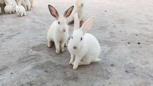 Newzeland white California rabbits available
