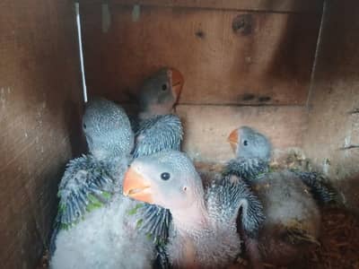 Raw parrot chicks