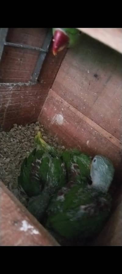 kasmiri raw chicks for sale