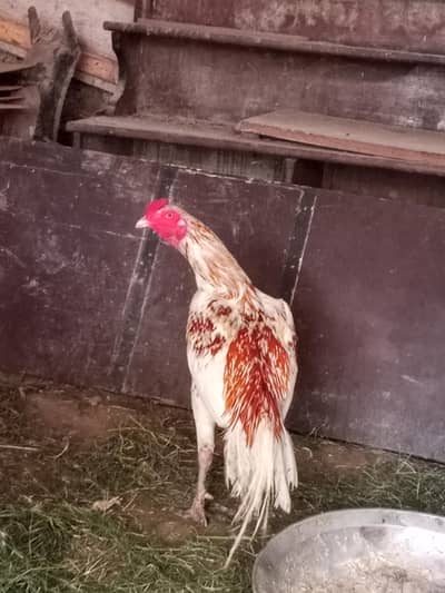 aseel murga ha sell kerna ha