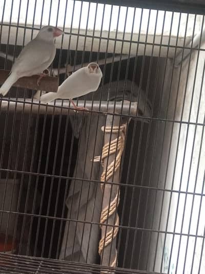 white java breeder paair