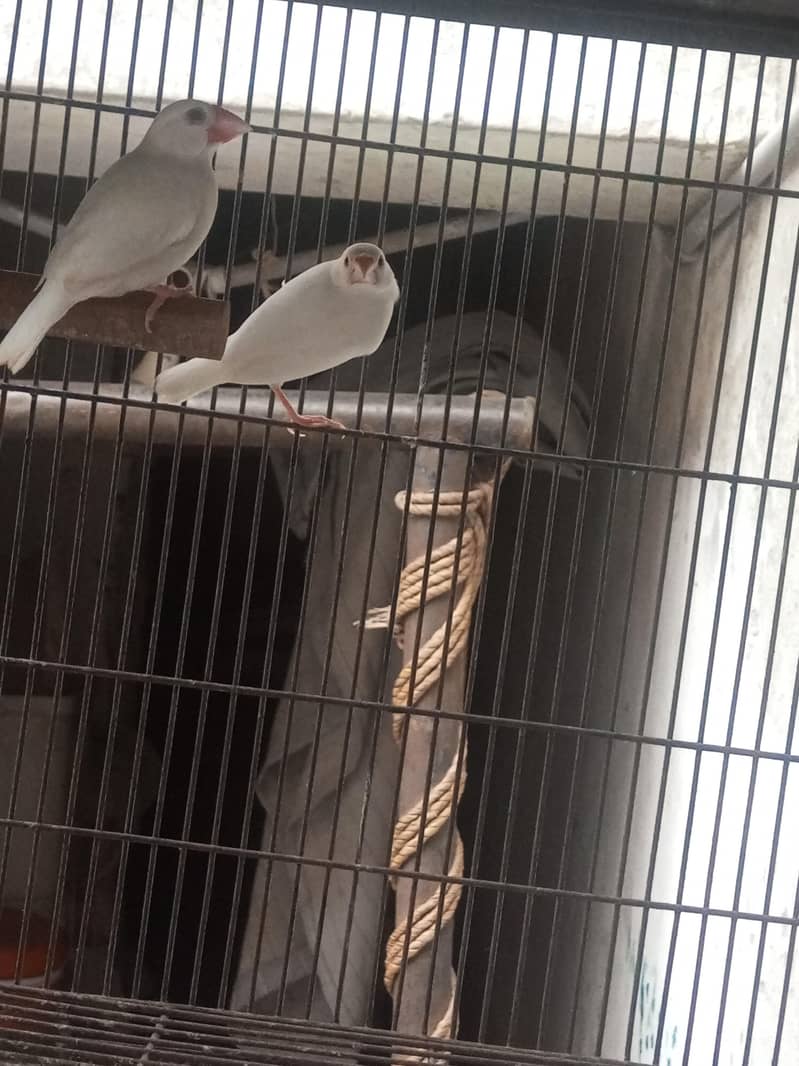 white java breeder paair 0