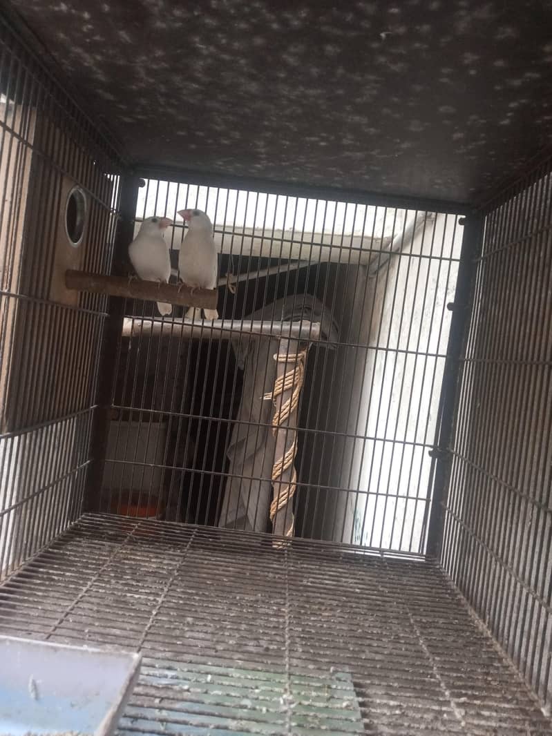 white java breeder paair 1