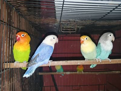 lovebirds breeder pairs for sale