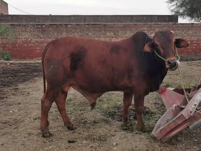 chocolate colour Qurbani janwar Bachra