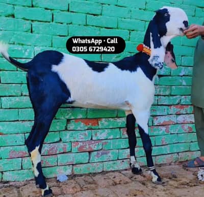 Desi Bakri For Sale Urgent