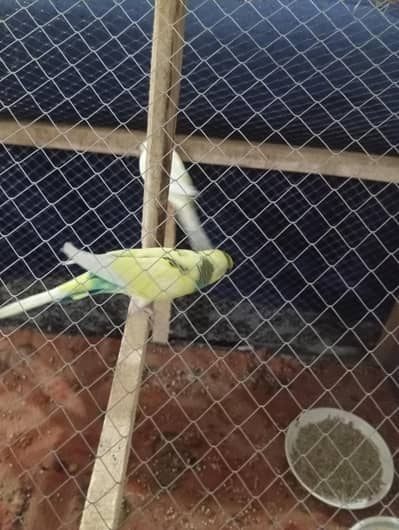 healthy birds for sell Peshwar