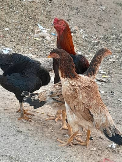 shamo pair near bread for sale