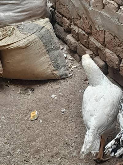 shamo pair near bread for sale