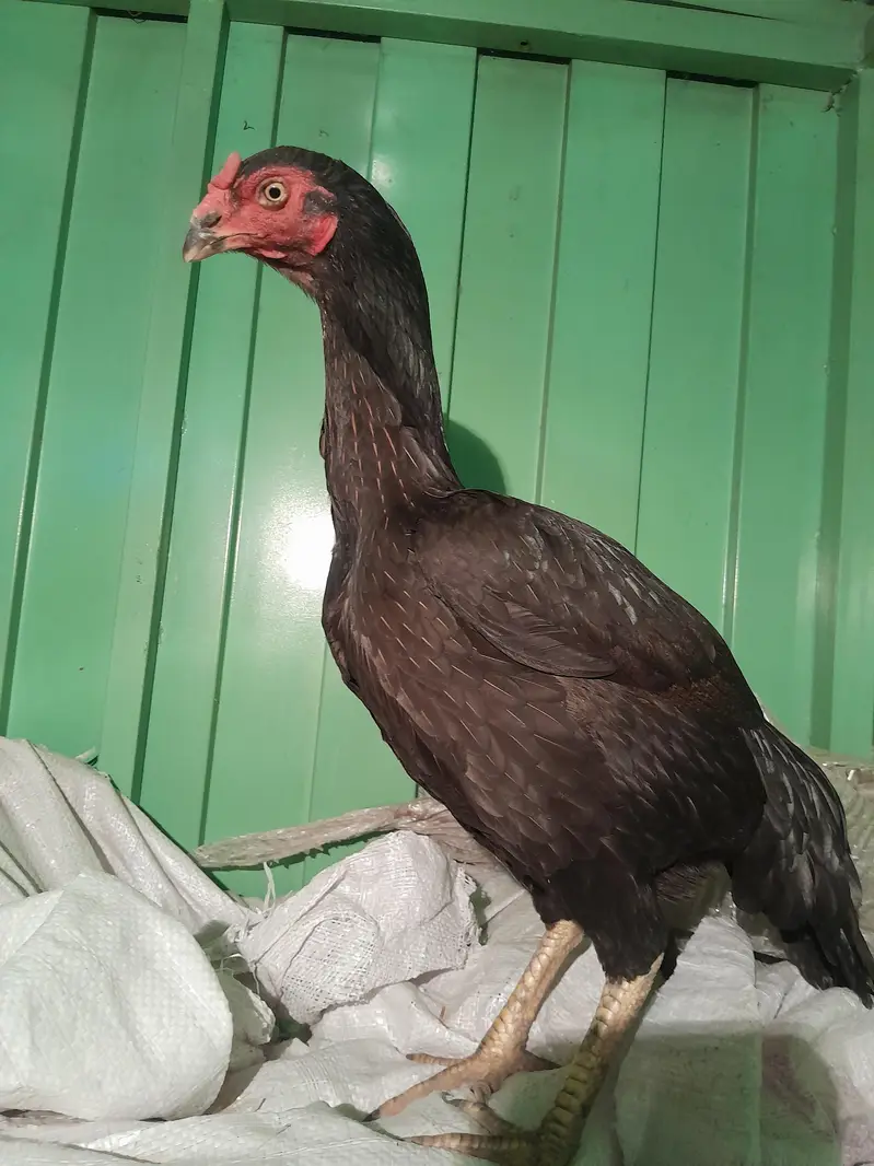 heera breader pair  for sale