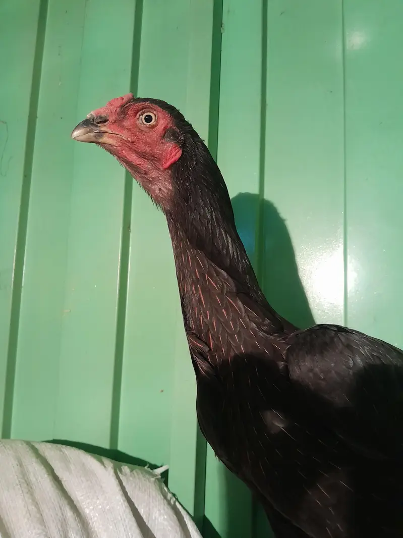 heera breader pair  for sale — photo 2