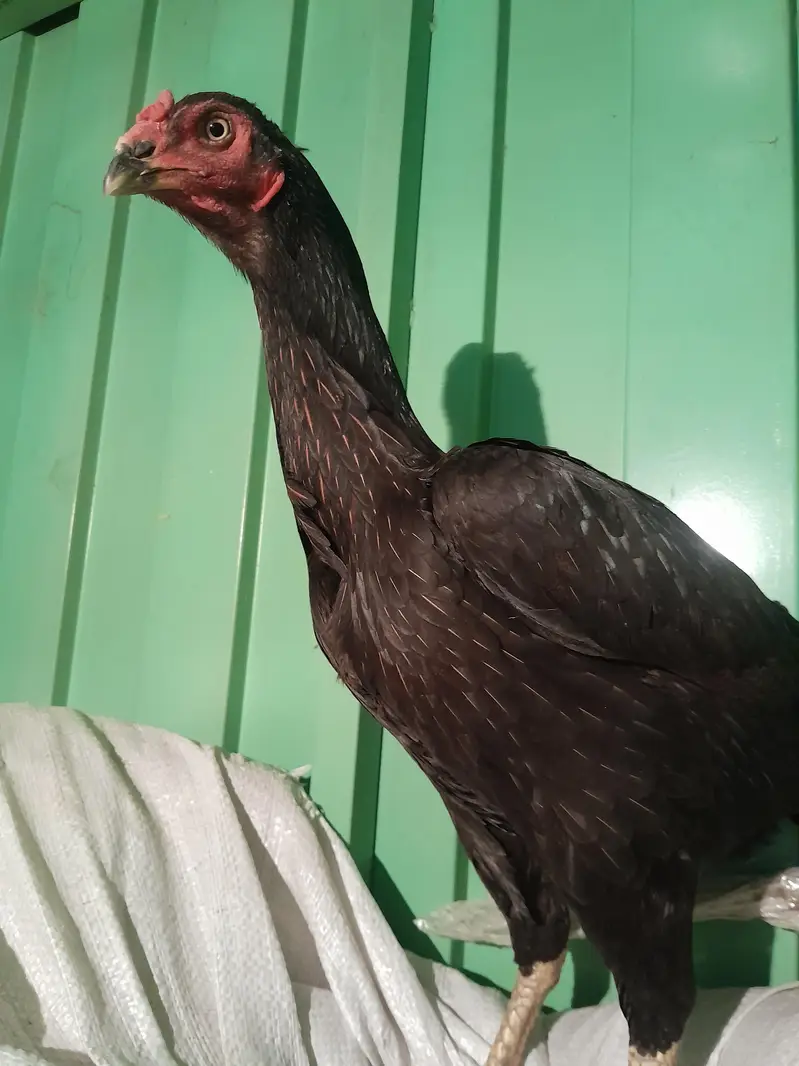 heera breader pair  for sale — photo 3