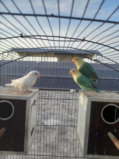 Love Birds and Cage + Box for Sale