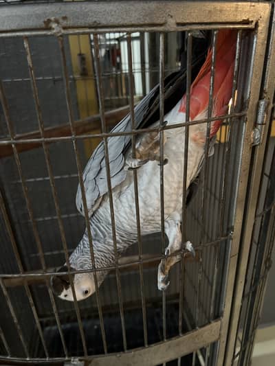 For sale African Grey Parrot Cage