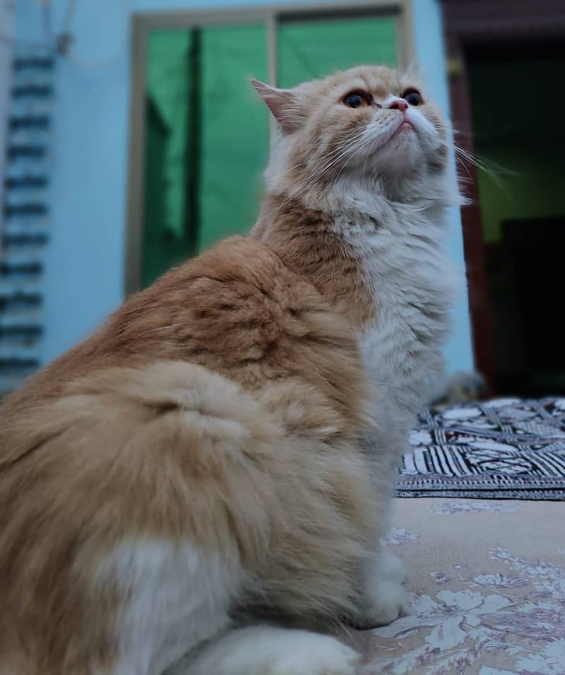Persian 2