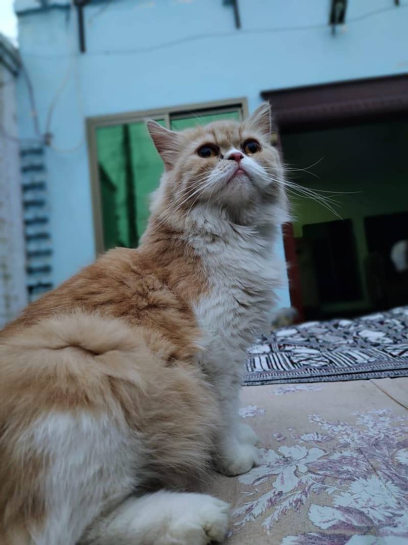 Persian 4