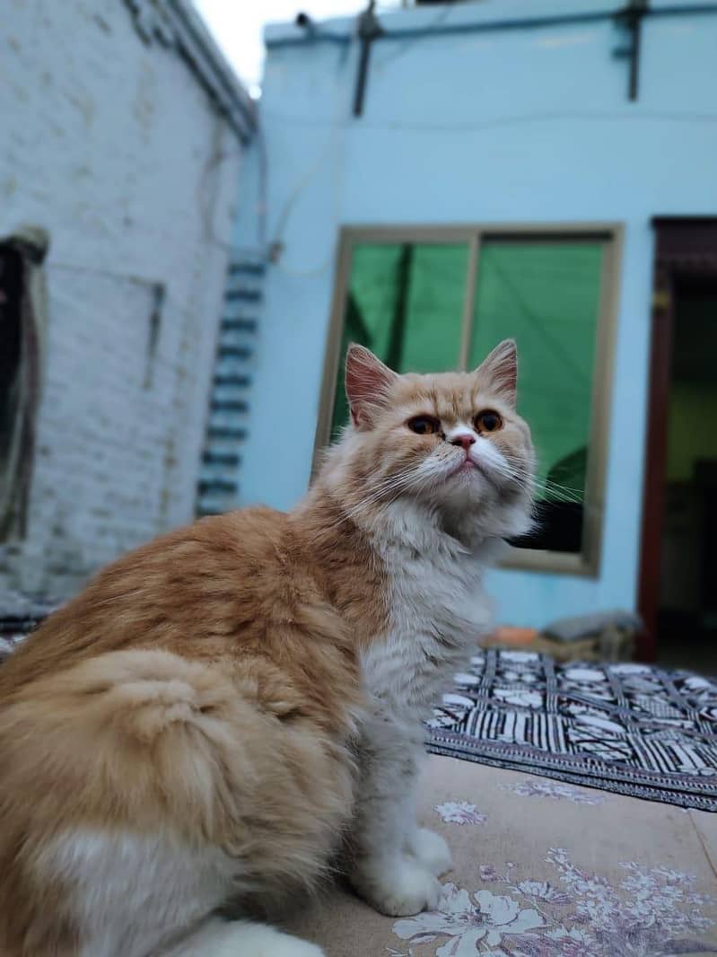 Persian 5