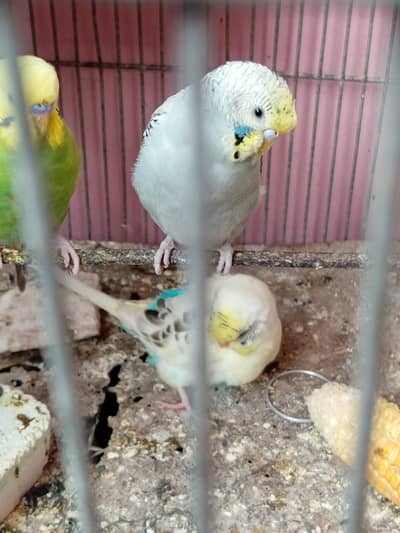 Australian pait fellow and bajri