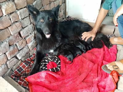 Black German shepherd long coat puppies female's & male's available