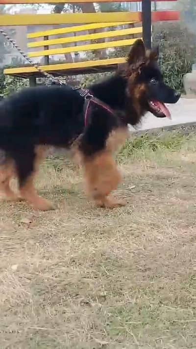 German shepherd puppies  my WhatsApp number o32452852o7