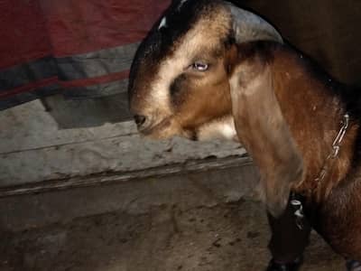 pure Nagra Bakra for sale ghar ka pala hy