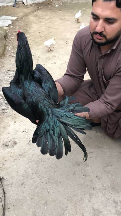 Black Mushka king size Qaulity wala chez hey