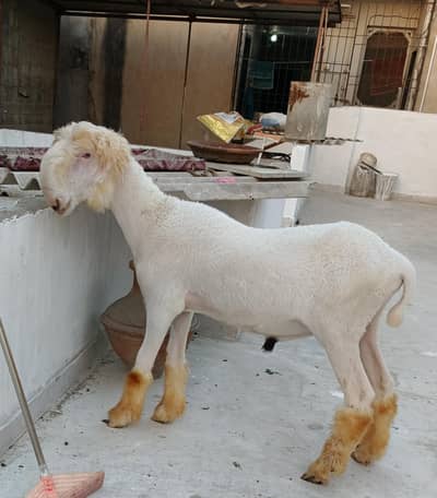 pure mundra dera gazi khan