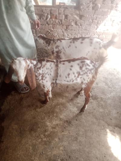 goat for sale