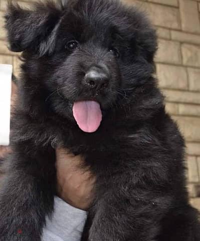 Black German shepherd female