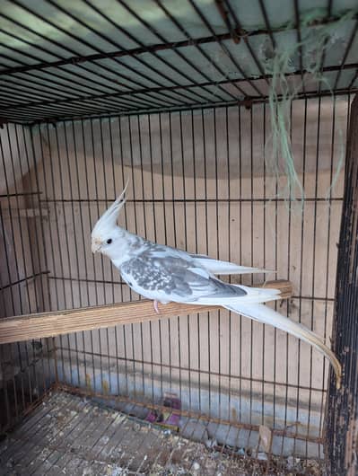 Cocktail Breeder Male