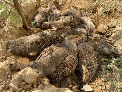 Teetar for sale Dakhni