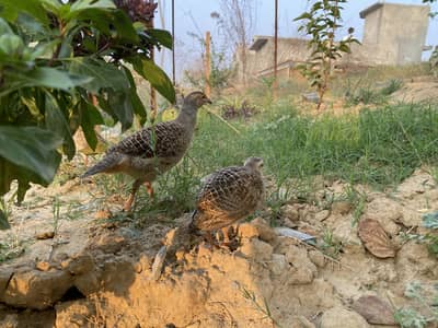 Teetar for sale Dakhni