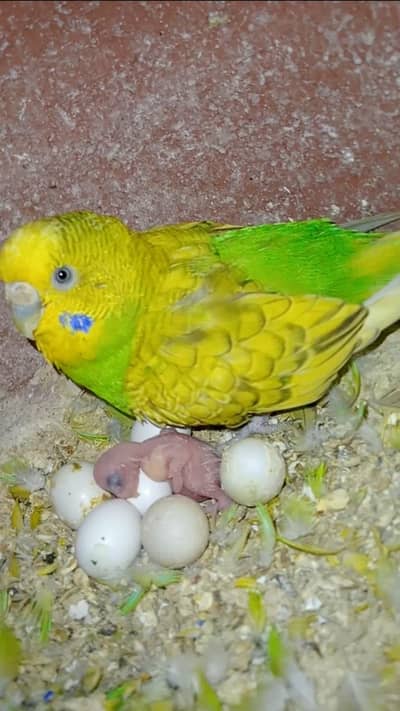 Budgies parrot or cage