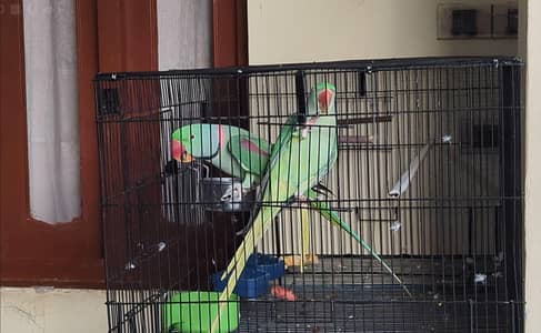 Green parrots pair for sale
